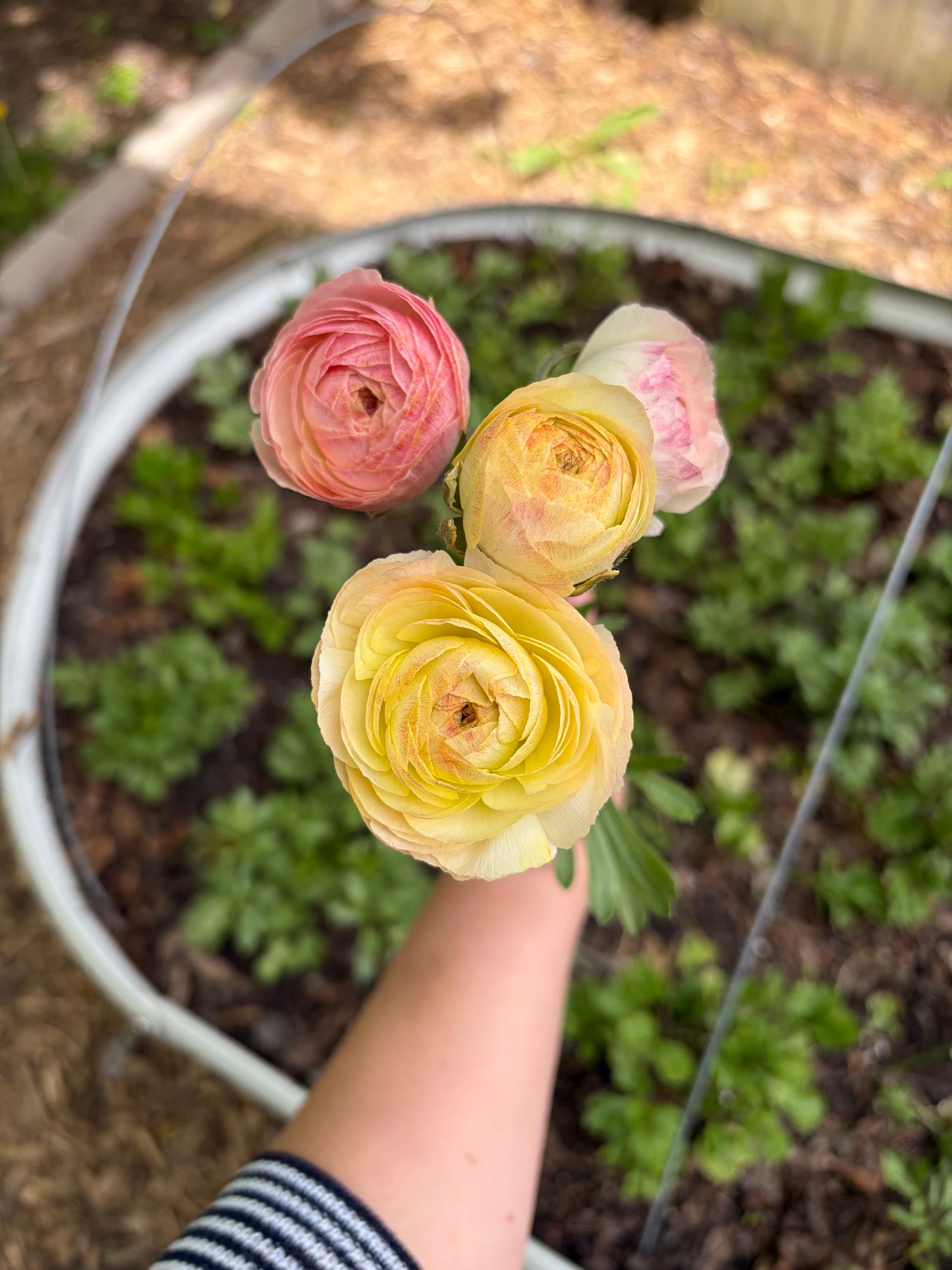 Ranunculus Bunches