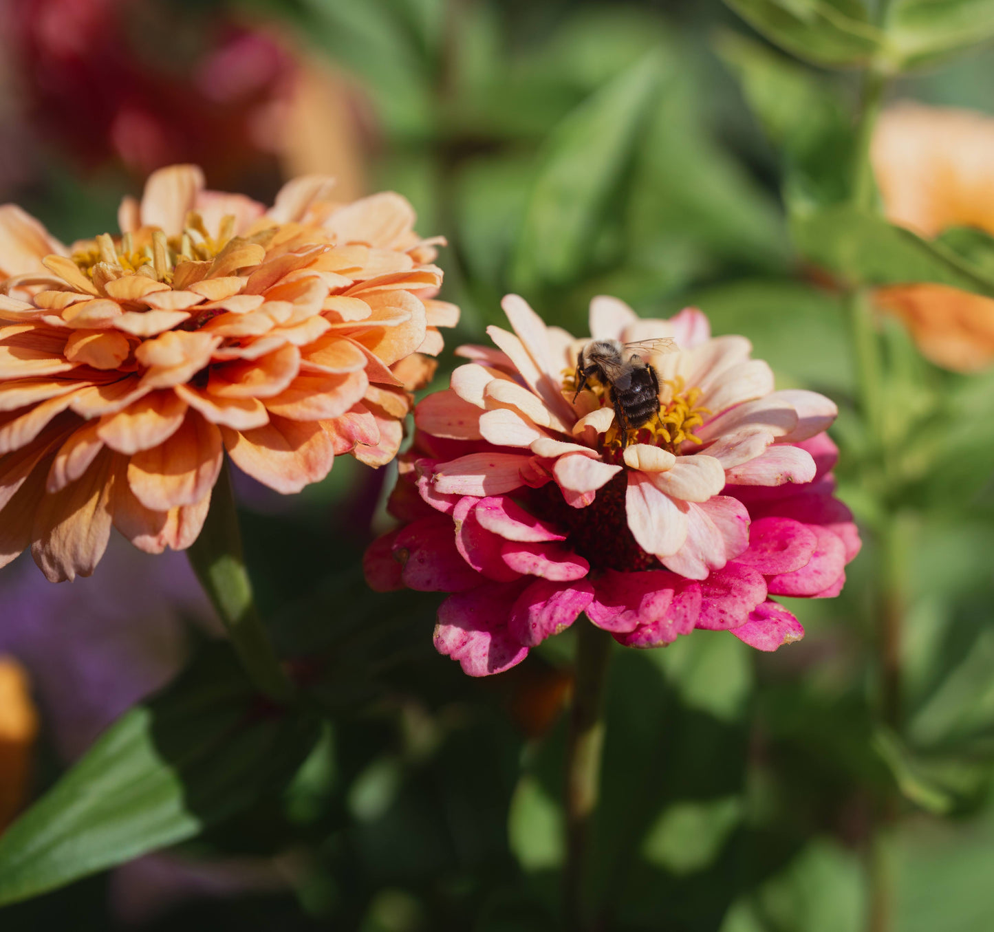 Zinnia Seed Mix