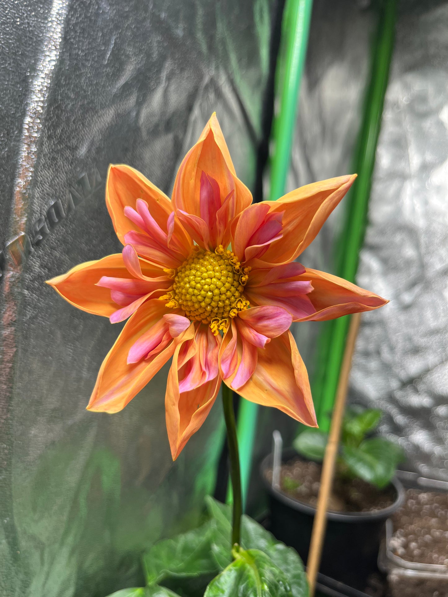 Venus Dahlia Tuber - Limit One