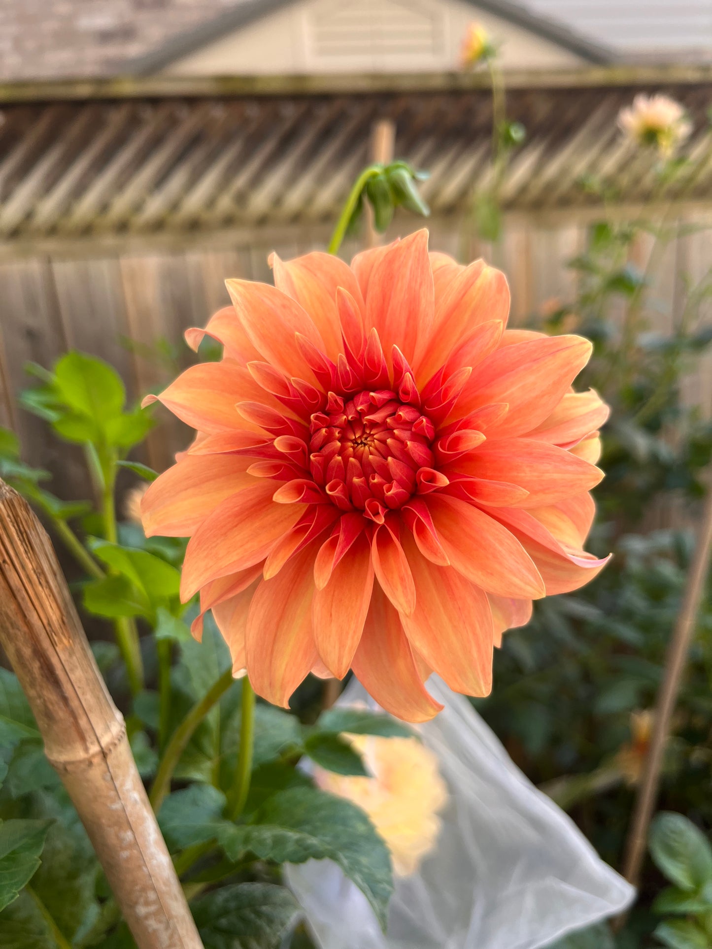 Bloomquist Pleasing Dahlia Tuber