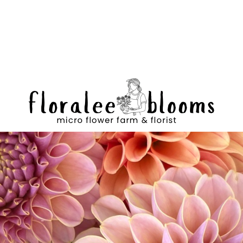 Brown Sugar Dahlia Cutting