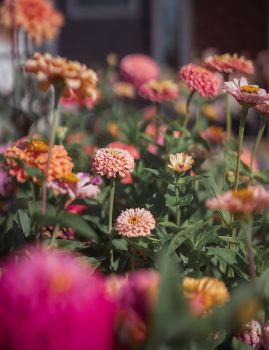 Zinnia Seed Mix