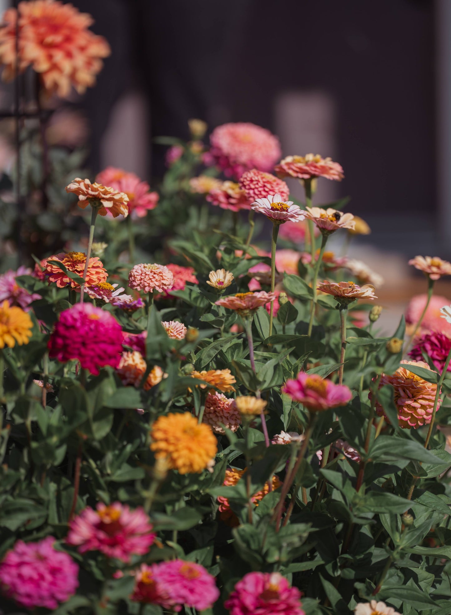 Zinnia Seed Mix