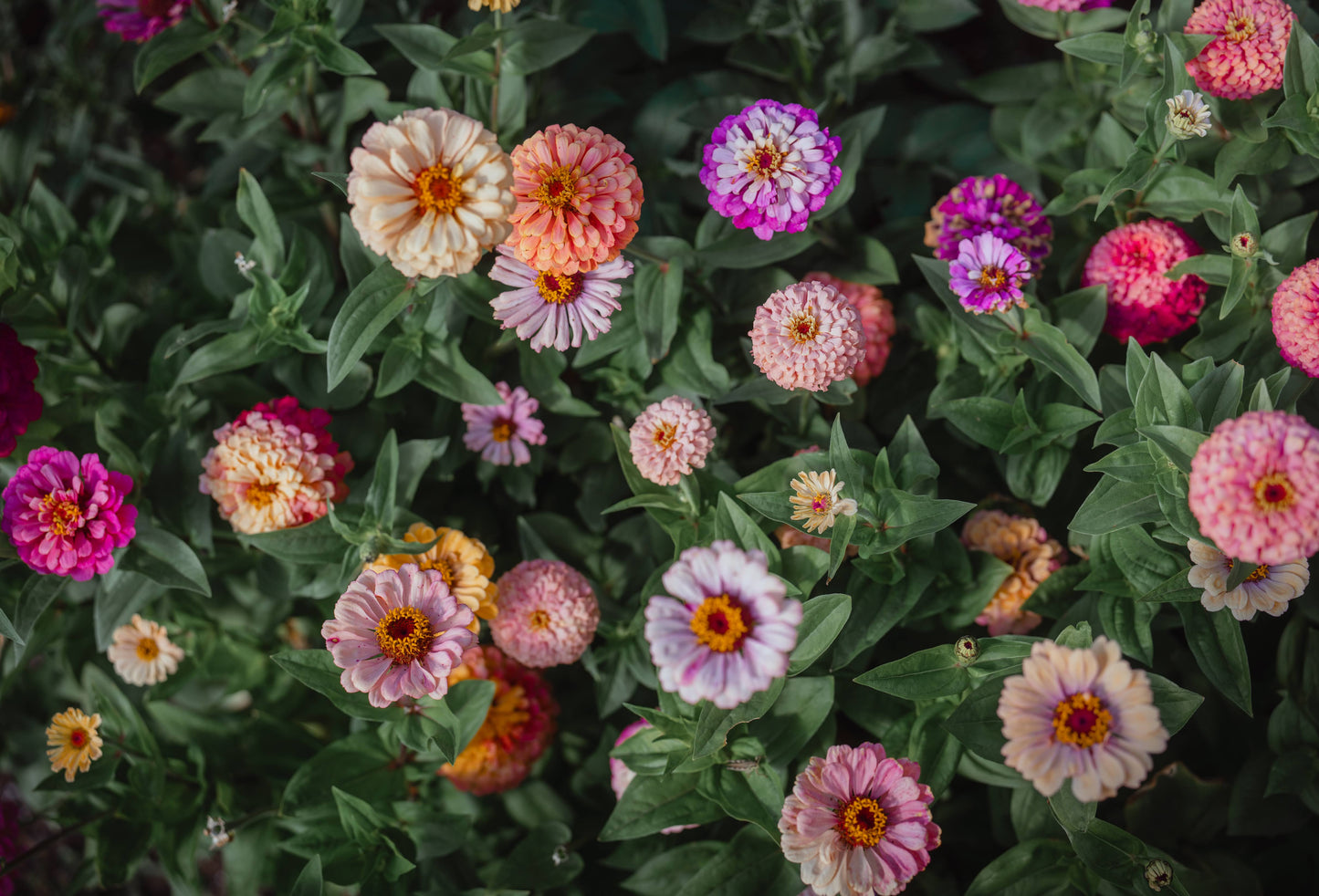 Zinnia Seed Mix