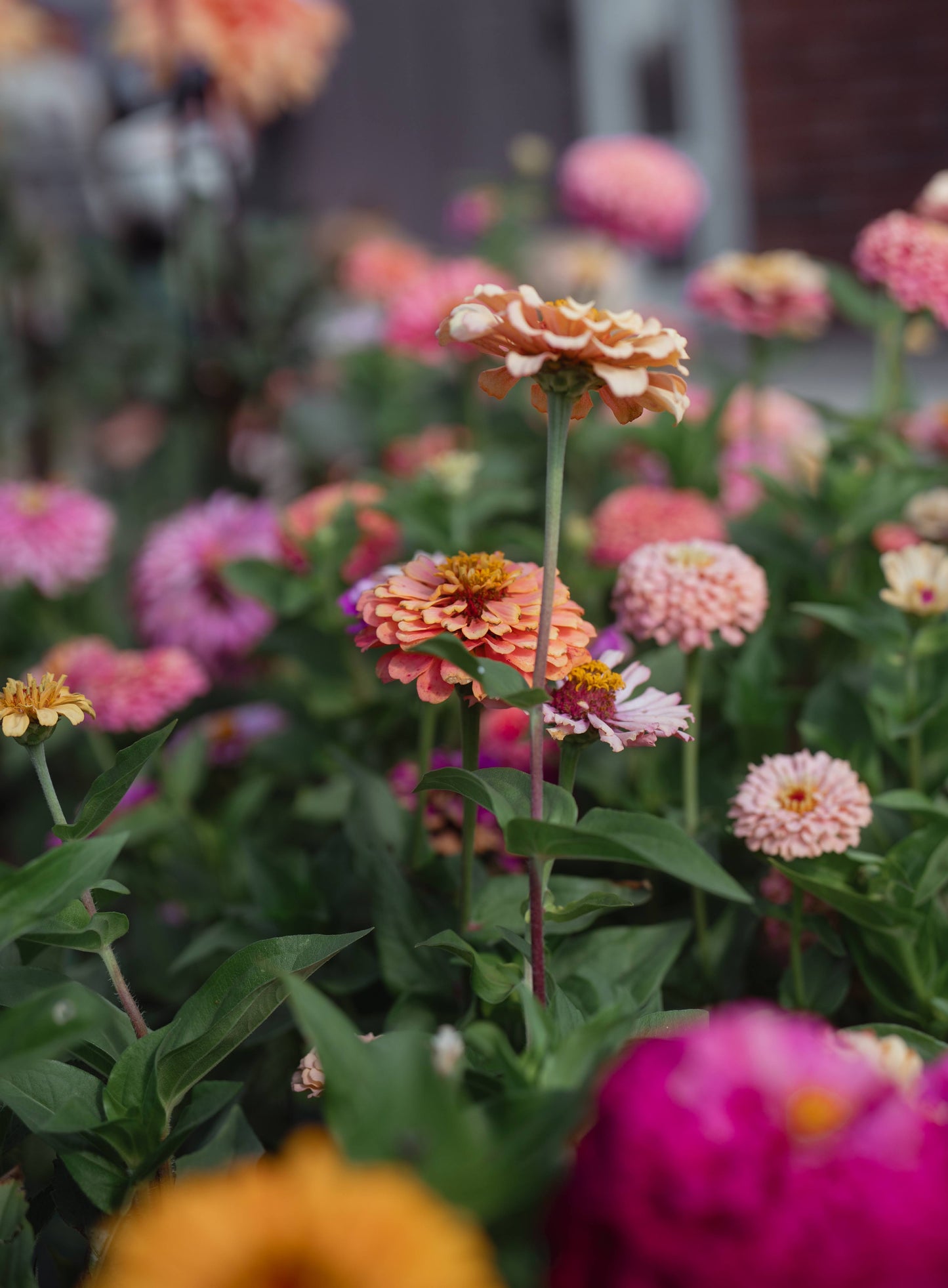 Zinnia Seed Mix