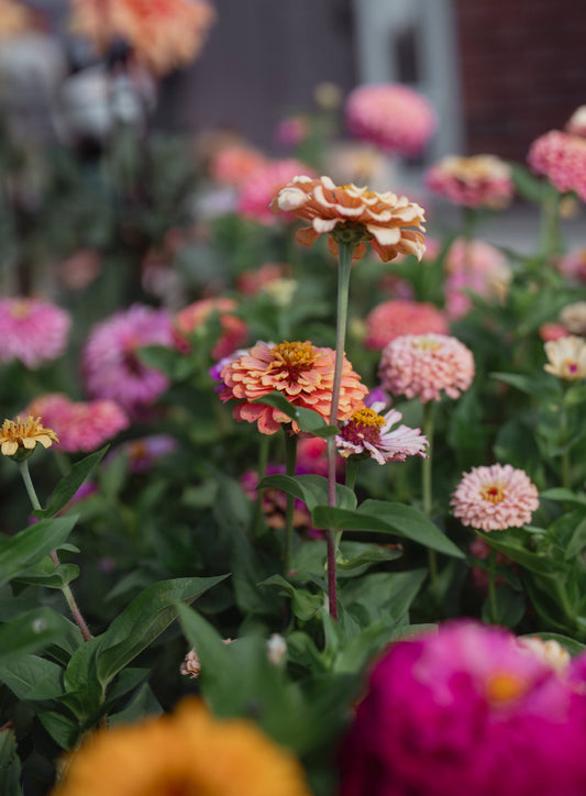 Zinnia Seed Mix