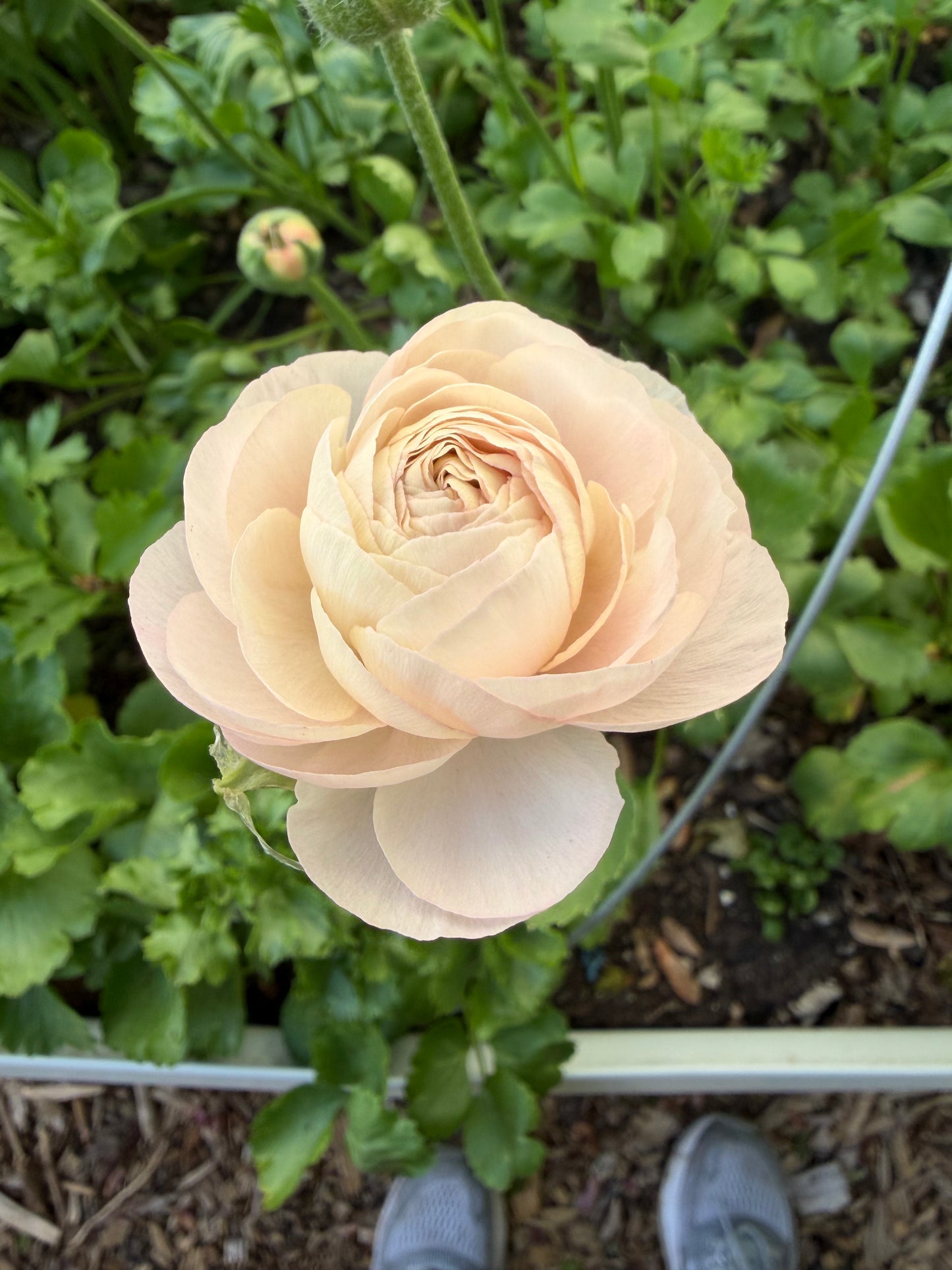 Ranunculus Bunches