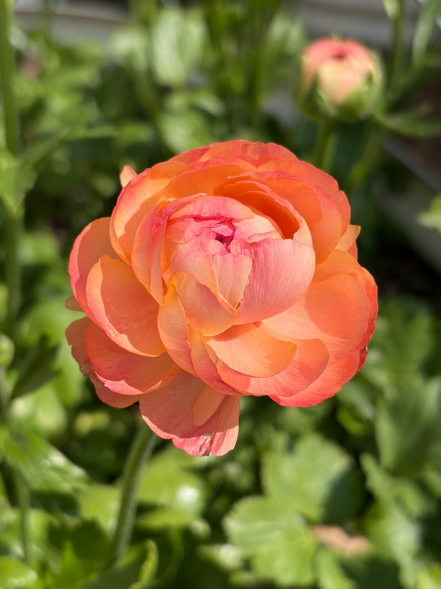 Ranunculus Bunches