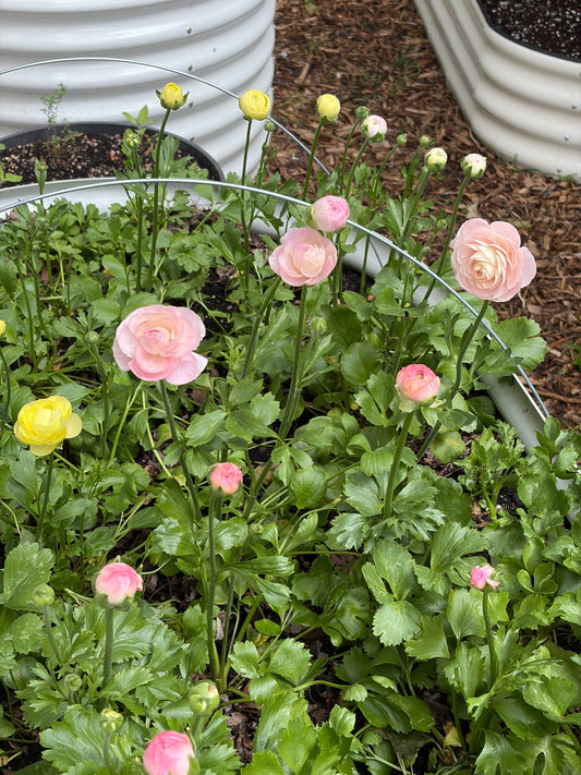 Ranunculus Bunches