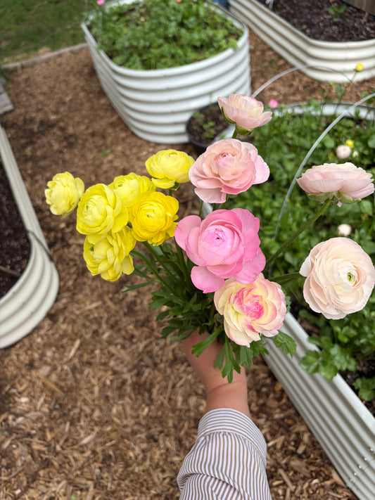 Ranunculus Bunches