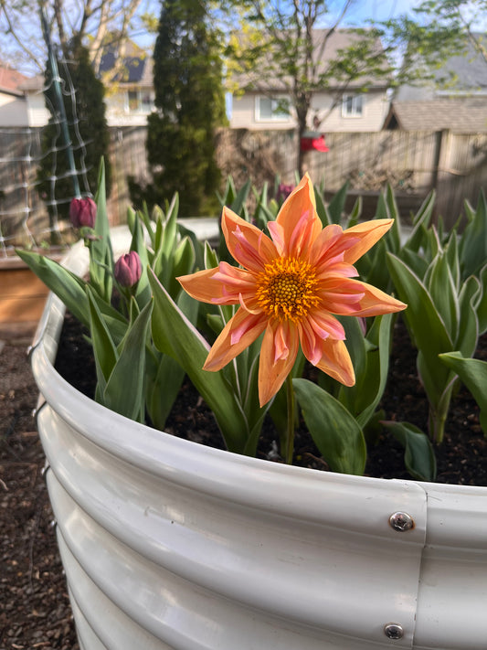 Venus Dahlia Tuber - Limit One