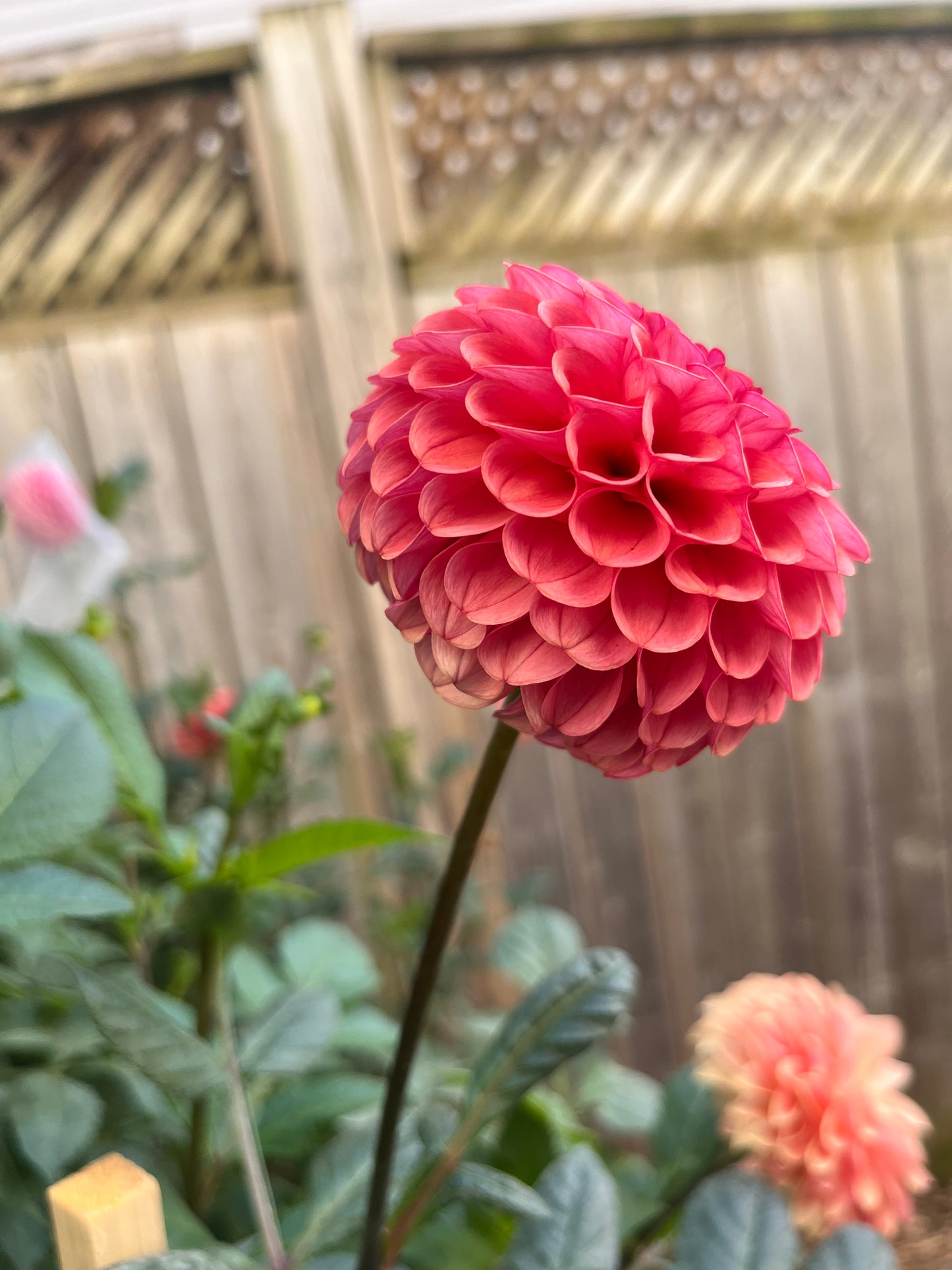 Ferncliff Rusty Dahlia Tuber