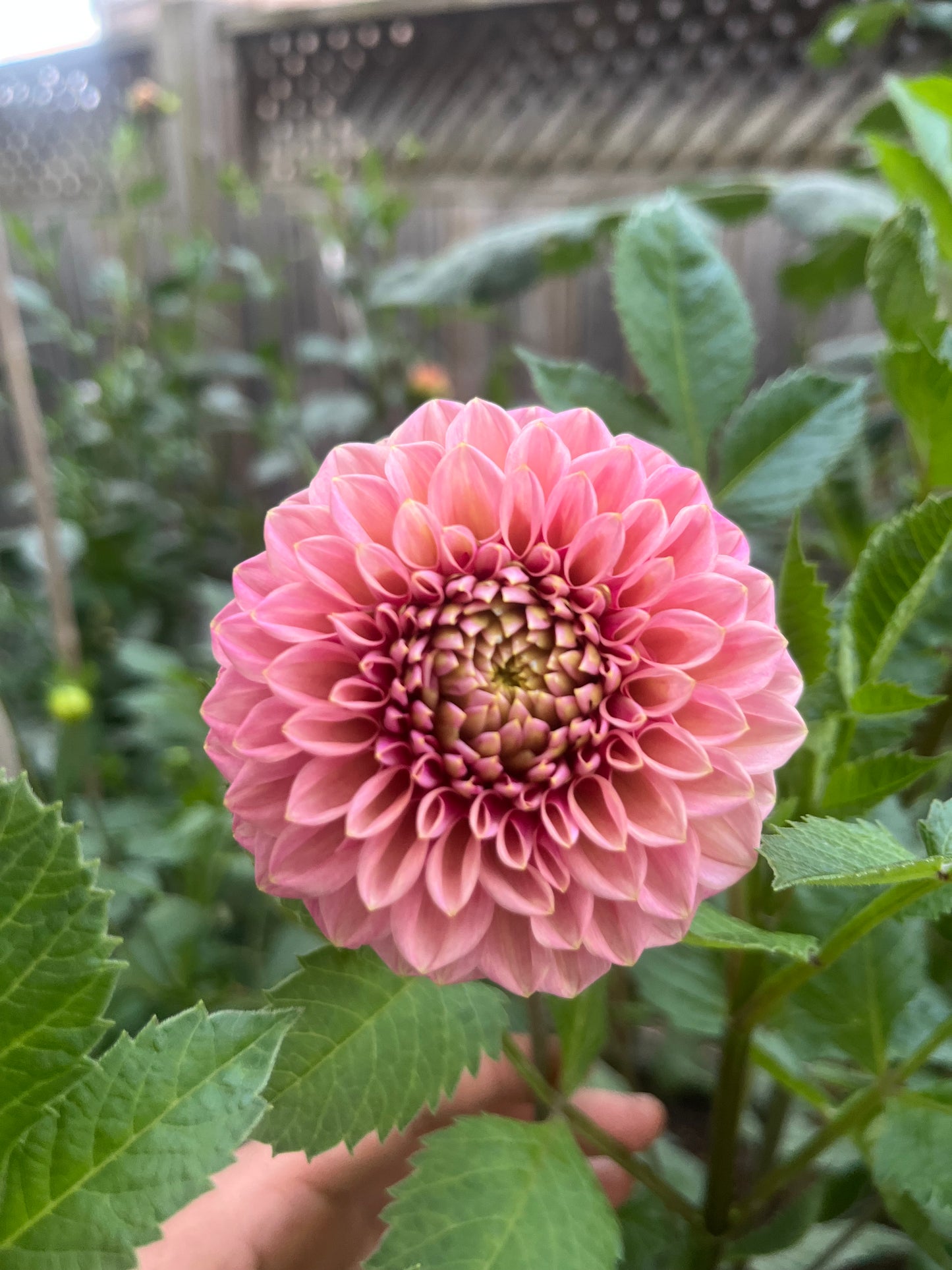 Bracken Rose Dahlia Cutting