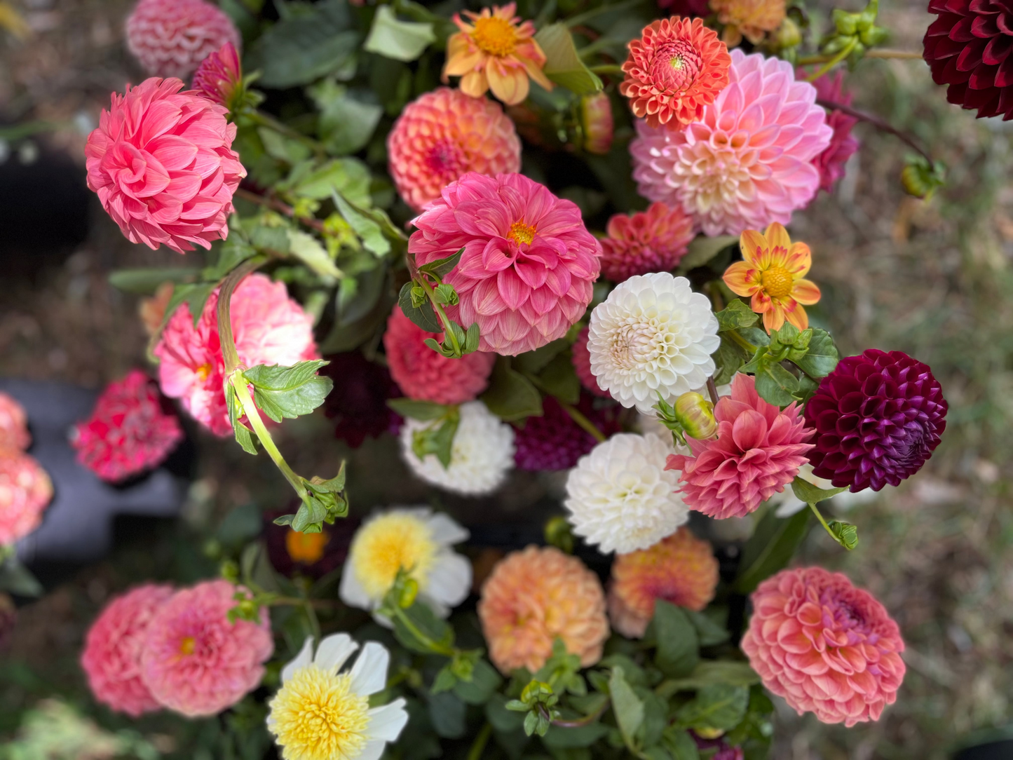 Premium Bulk Flower Bucket