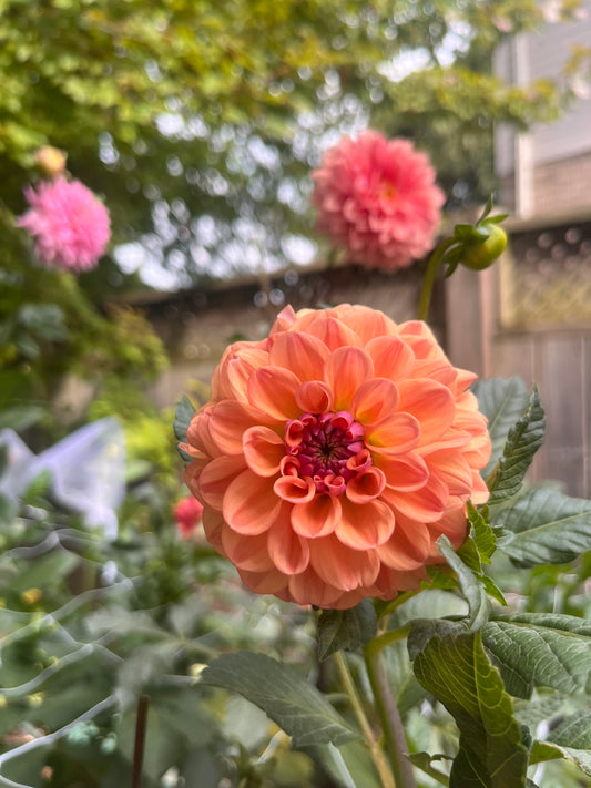 Chewy Dahlia Tuber
