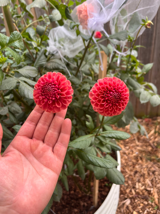 Ferncliff Rusty Dahlia Tuber