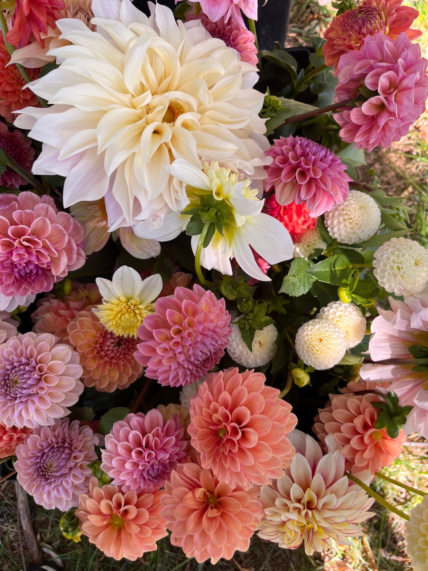 Dahlia Subscription 4 or 6 week options (Pickup Only)