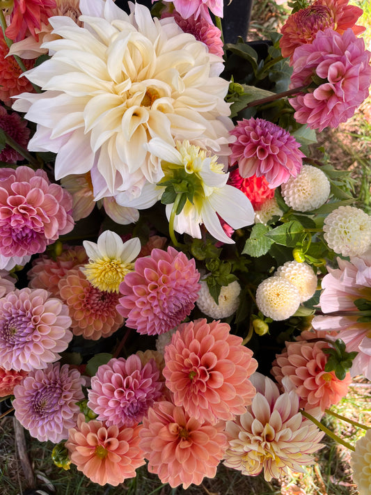 Dahlia Subscription 4 or 6 week options (Pickup Only)