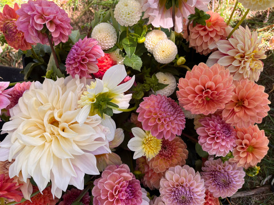 Bouquet Subscription - Dahlias