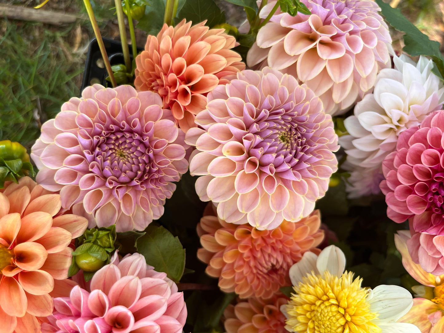 Bouquet Subscription - Dahlias