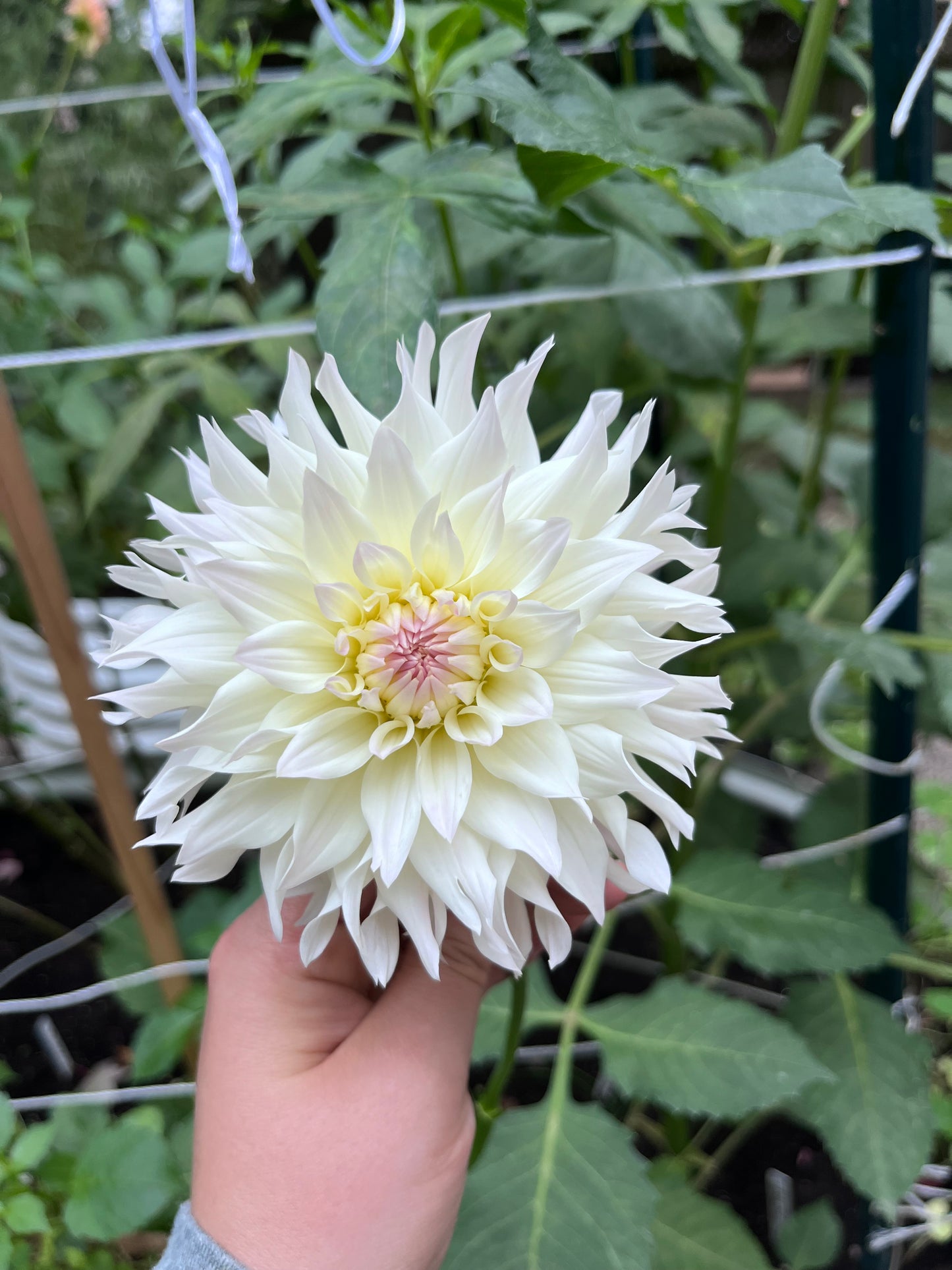 Tahoma Early Dawn Dahlia Tuber