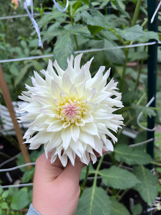 Tahoma Early Dawn Dahlia Tuber