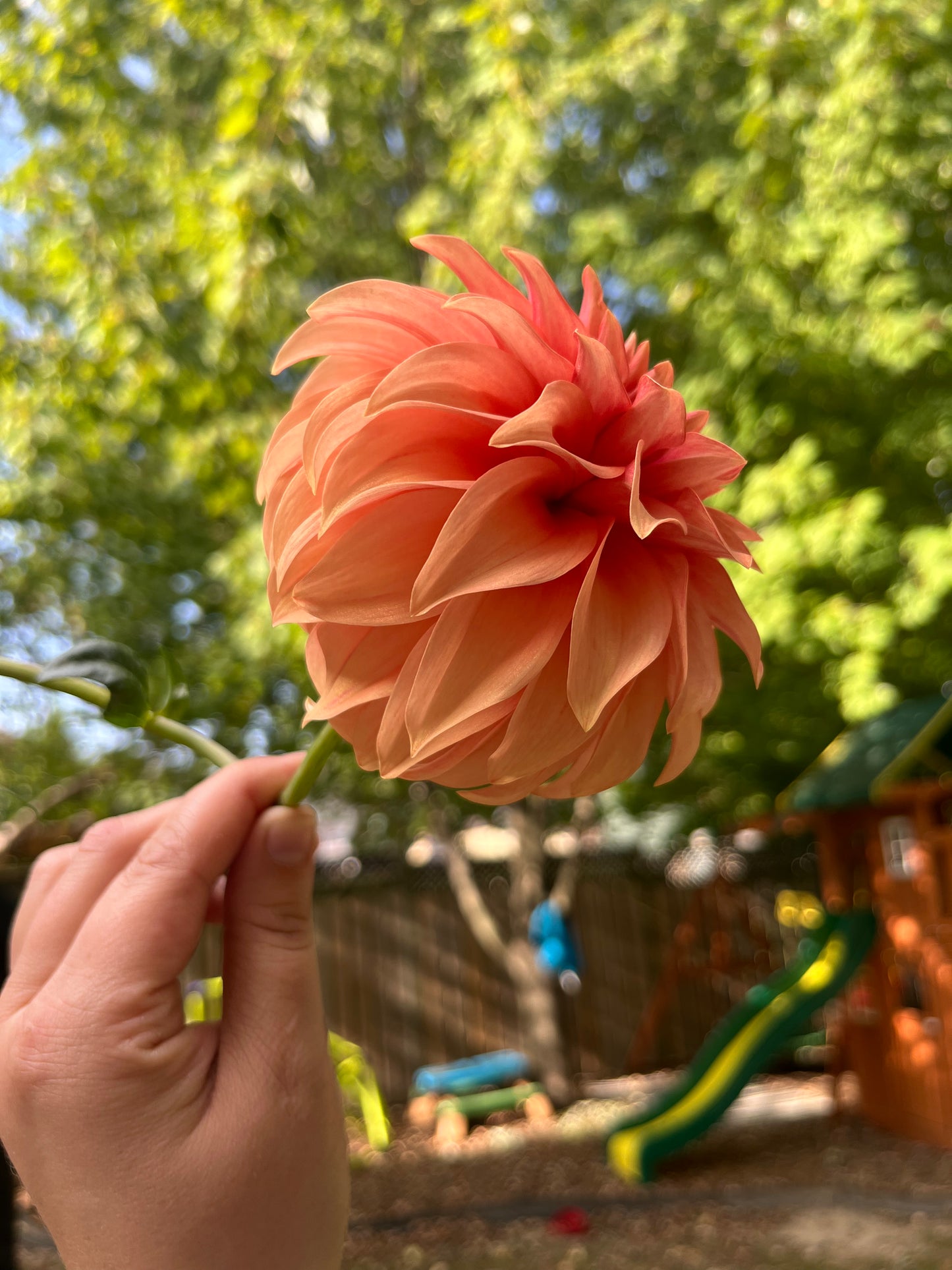 Bloomquist Pleasing Dahlia Tuber