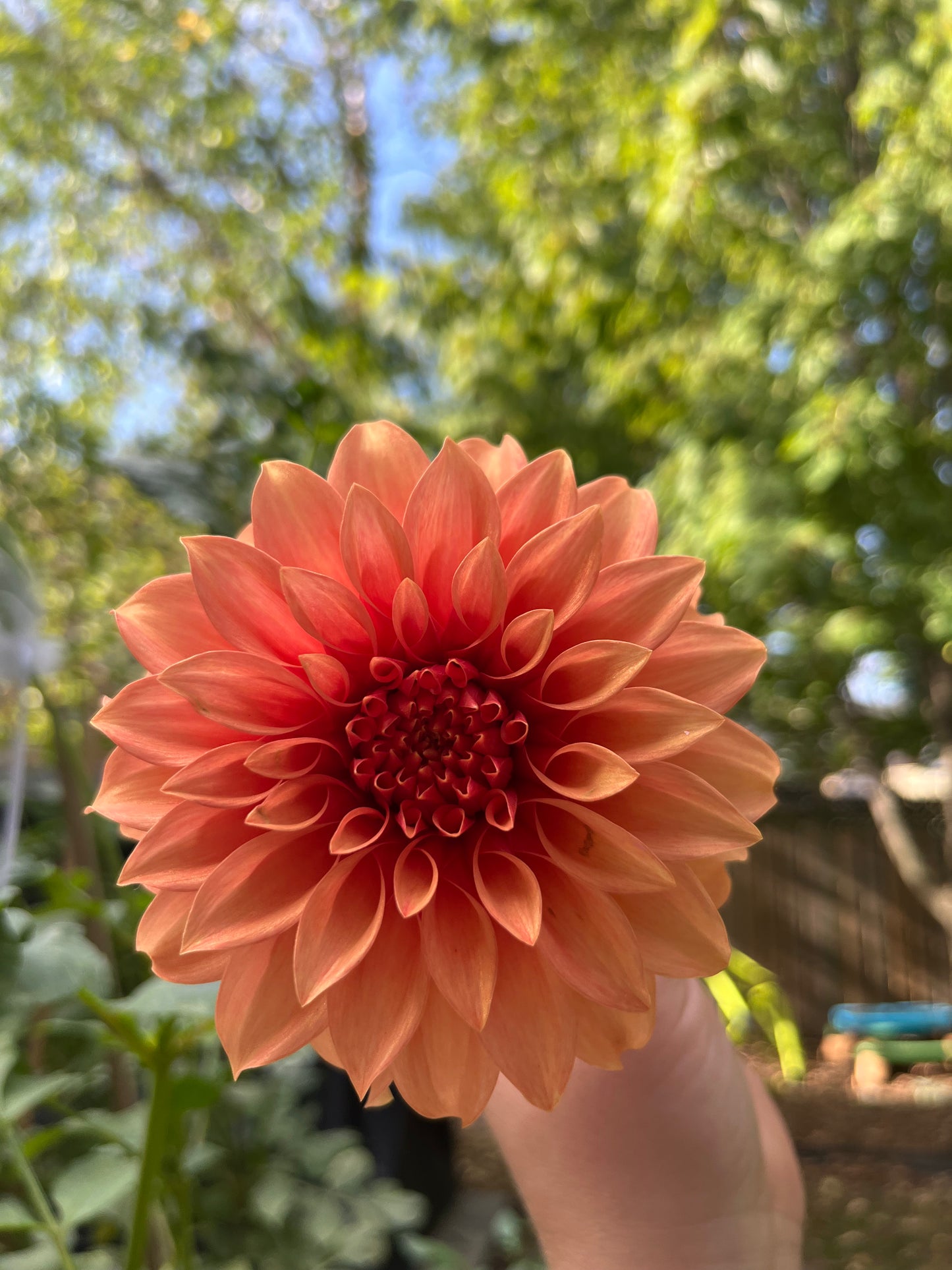 Bloomquist Pleasing Dahlia Tuber
