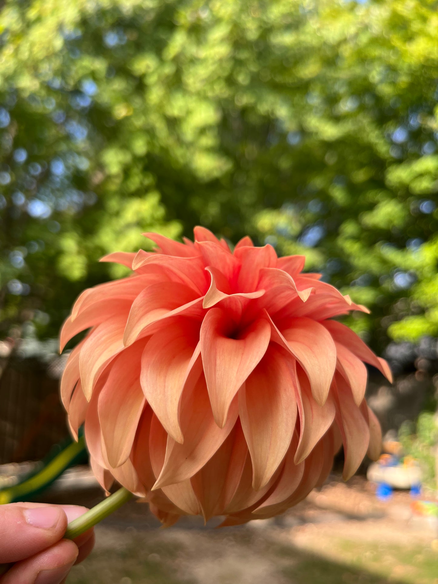 Bloomquist Pleasing Dahlia Tuber